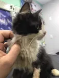 Frida (castrada)