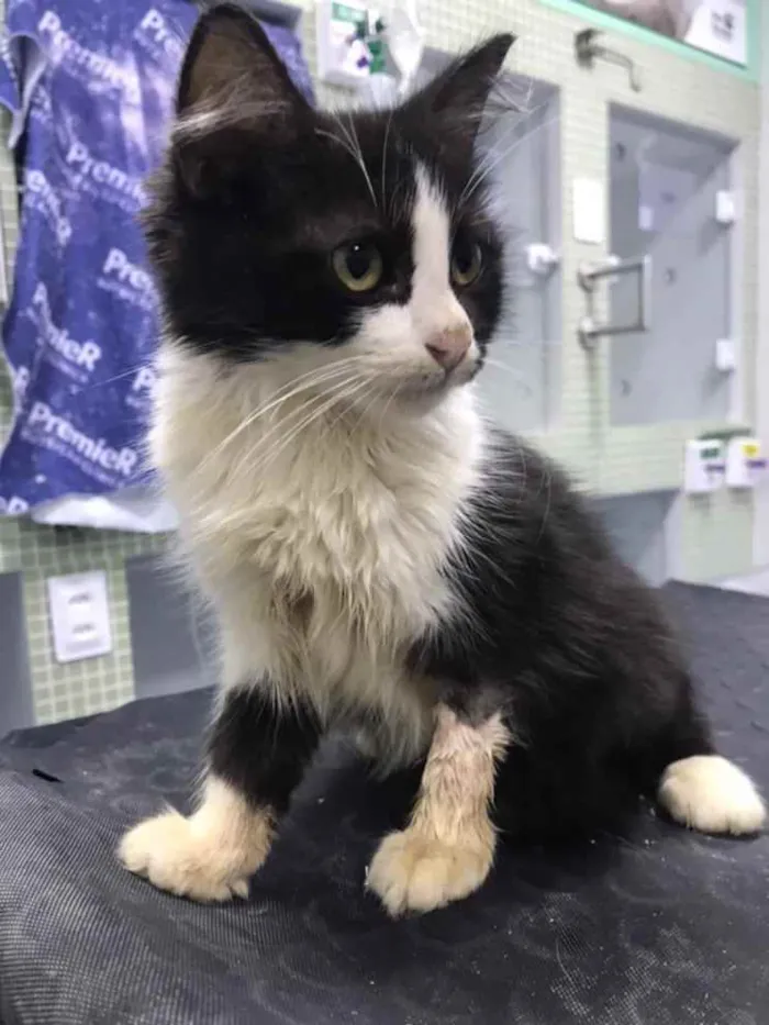 Gato ra a Pêlo longo idade 2 a 6 meses nome Frida (castrada)