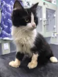 Frida (castrada)