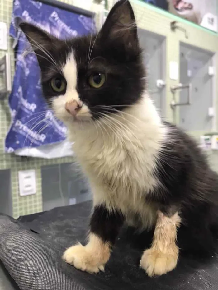 Gato ra a Pêlo longo idade 2 a 6 meses nome Frida (castrada)