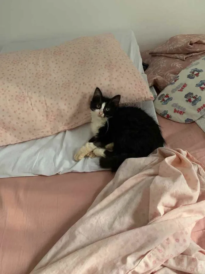Gato ra a Pêlo longo idade 2 a 6 meses nome Frida (castrada)