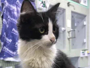 Gato raça Pêlo longo idade 2 a 6 meses nome Frida (castrada)
