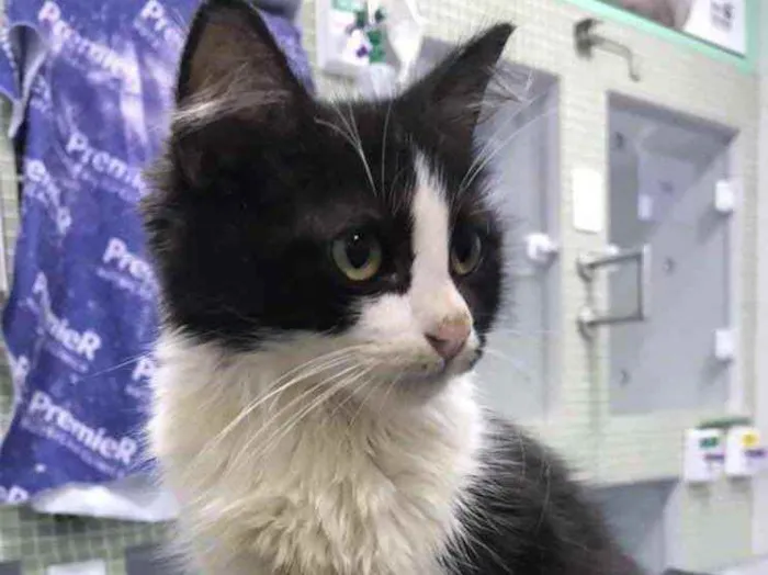 Gato ra a Pêlo longo idade 2 a 6 meses nome Frida (castrada)