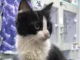 Frida (castrada)