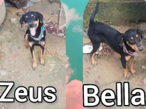 Cachorro raça Não sei idade 7 a 11 meses nome Zeus e Bella