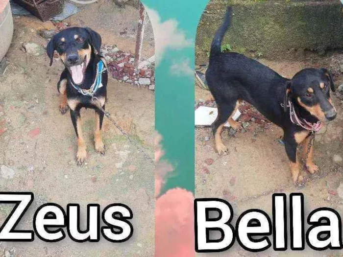 Cachorro ra a Não sei idade 7 a 11 meses nome Zeus e Bella