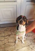 Pipoca