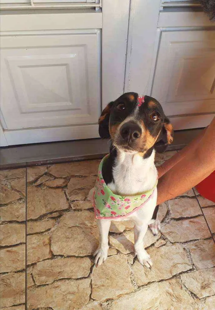 Cachorro ra a Srd idade 7 a 11 meses nome Pipoca