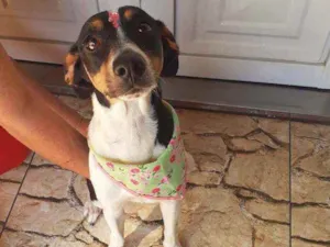 Cachorro raça Srd idade 7 a 11 meses nome Pipoca