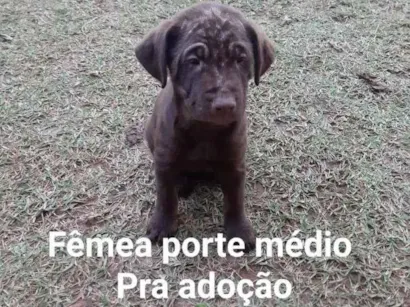 Cachorro raça Não definida idade 2 a 6 meses nome Sem nome 