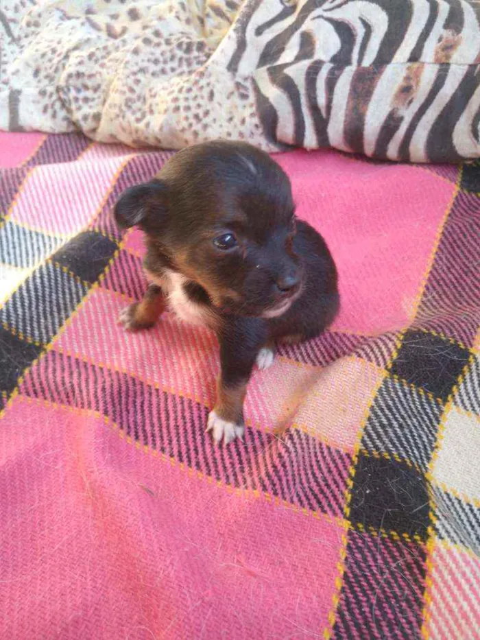 Cachorro ra a Viralata idade 2 a 6 meses nome Lilica, 