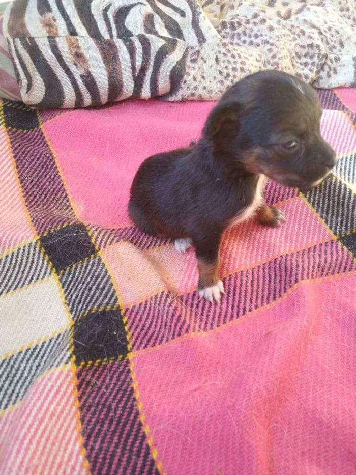 Cachorro ra a Viralata idade 2 a 6 meses nome Lilica, 