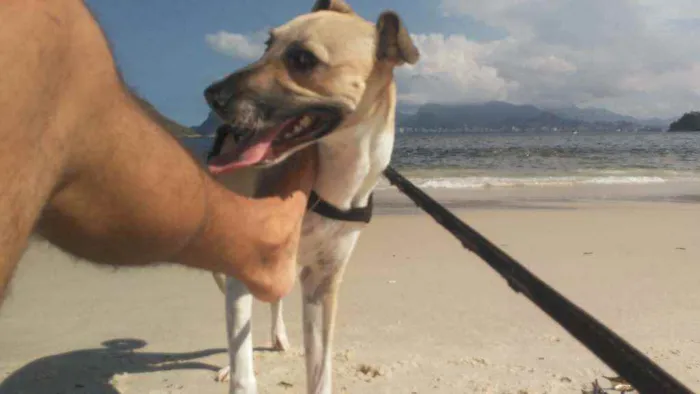 Cachorro ra a Vira Lata idade 7 a 11 meses nome Shark