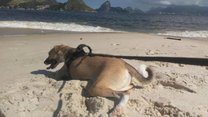 Cachorro ra a Vira Lata idade 7 a 11 meses nome Shark