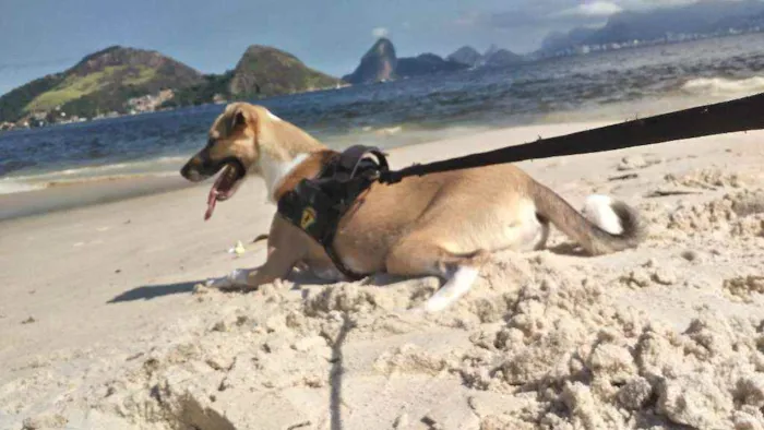 Cachorro ra a Vira Lata idade 7 a 11 meses nome Shark