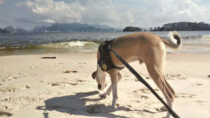 Cachorro ra a Vira Lata idade 7 a 11 meses nome Shark