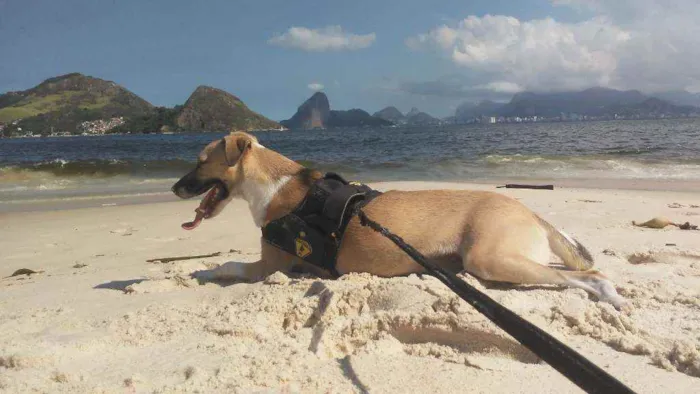 Cachorro ra a Vira Lata idade 7 a 11 meses nome Shark