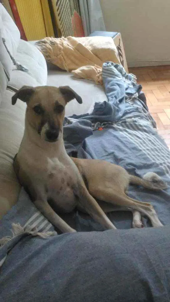 Cachorro ra a Vira Lata idade 7 a 11 meses nome Shark