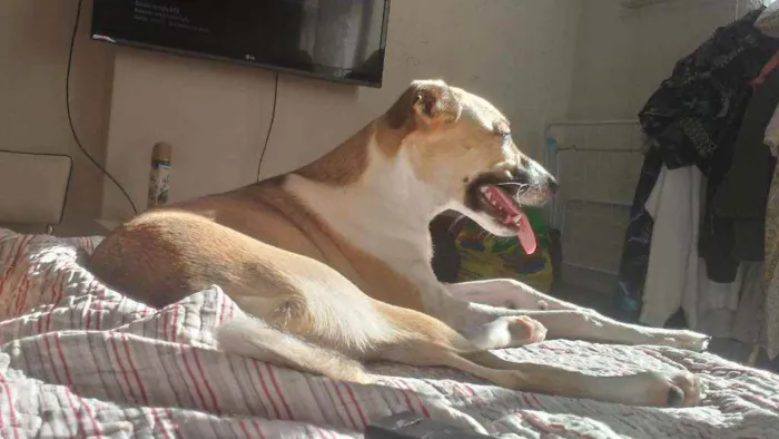 Cachorro ra a Vira Lata idade 7 a 11 meses nome Shark