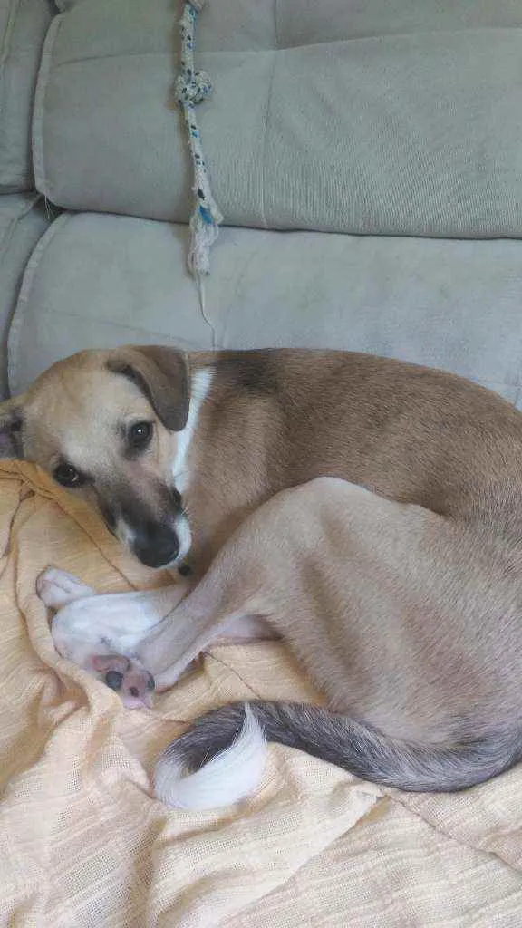 Cachorro ra a Vira Lata idade 7 a 11 meses nome Shark