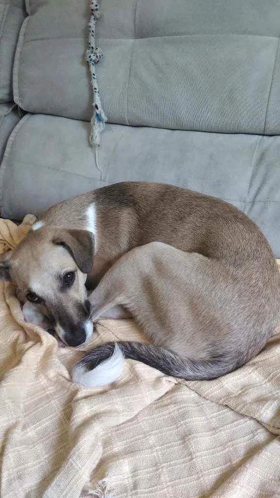 Cachorro ra a Vira Lata idade 7 a 11 meses nome Shark