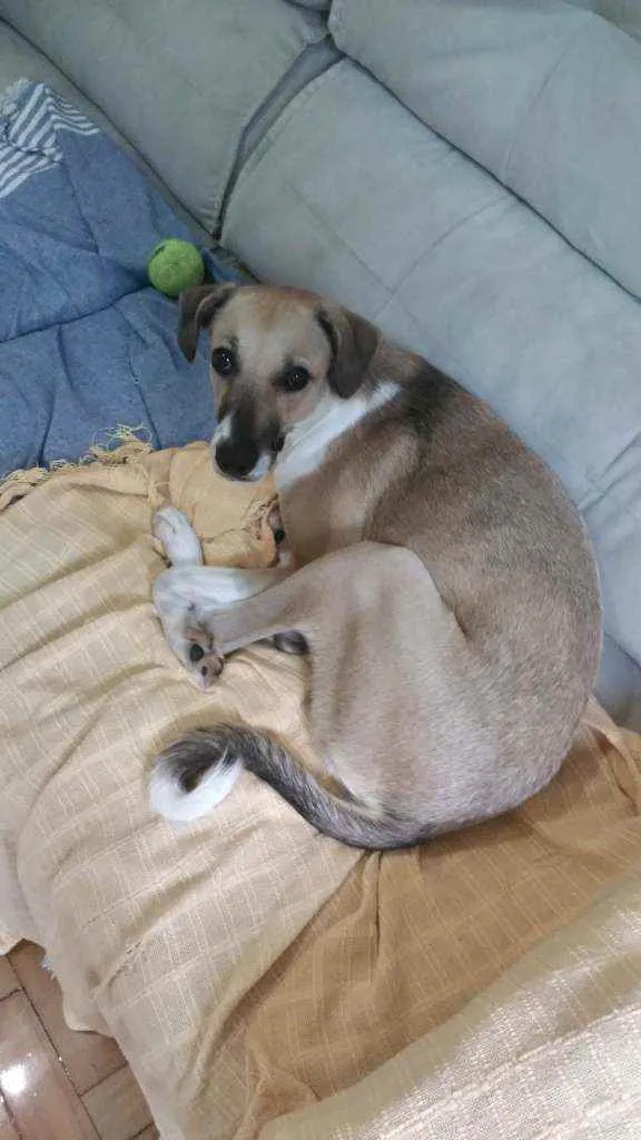 Cachorro ra a Vira Lata idade 7 a 11 meses nome Shark