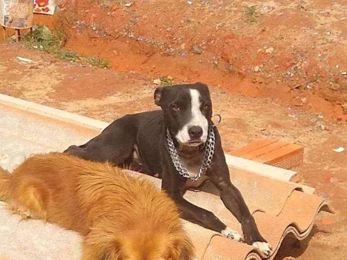 Cachorro ra a Misturado com Pit Bull idade 1 ano nome Akira