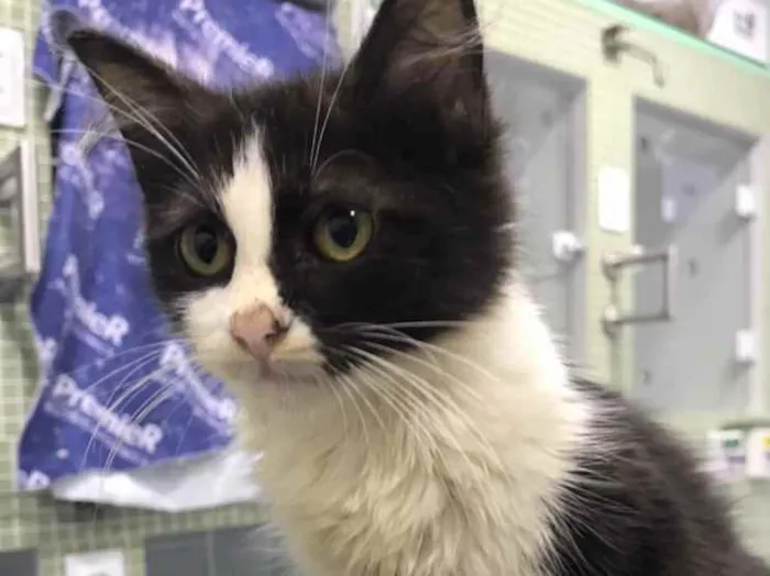 Gato ra a Pêlo longo idade 2 a 6 meses nome Frida (castrada)
