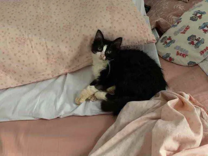 Gato ra a Pêlo longo idade 2 a 6 meses nome Frida (castrada)