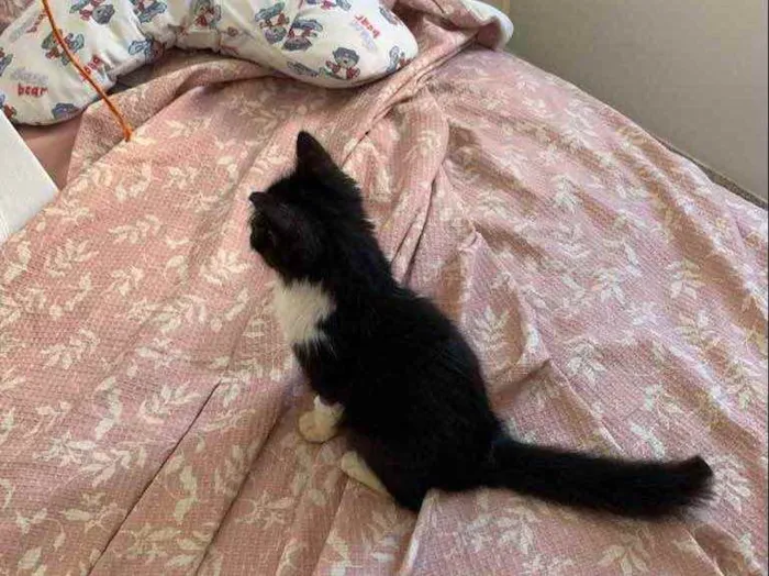 Gato ra a Pêlo longo idade 2 a 6 meses nome Frida (castrada)