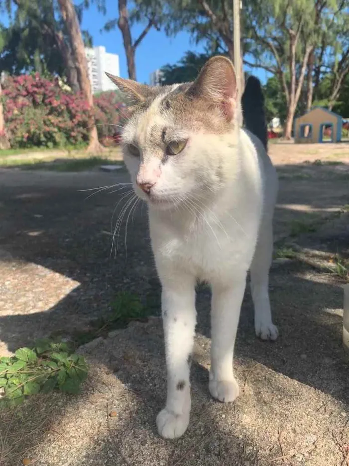 Gato ra a Mestiço  idade 2 anos nome Simba (Castrado)