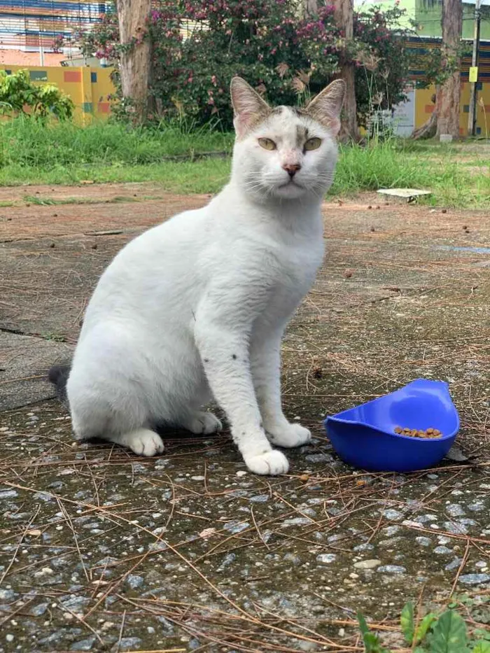 Gato ra a Mestiço  idade 2 anos nome Simba (Castrado)