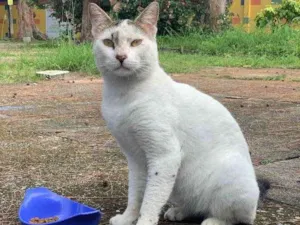 Gato raça Mestiço  idade 2 anos nome Simba (Castrado)