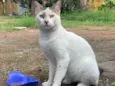 Simba (Castrado)