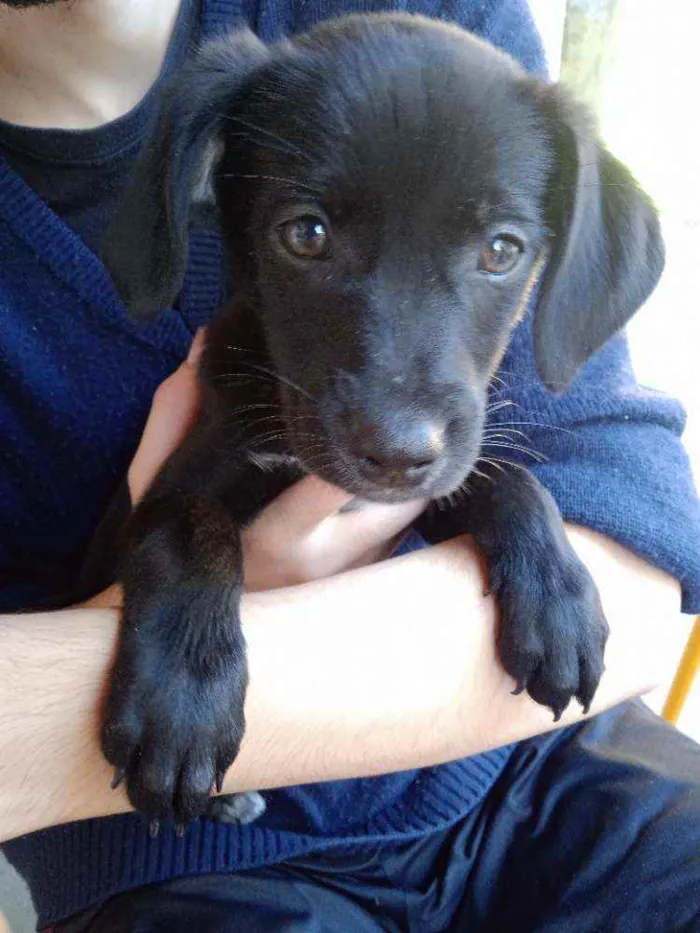 Cachorro ra a SRD-ViraLata idade Abaixo de 2 meses nome FILHOTES