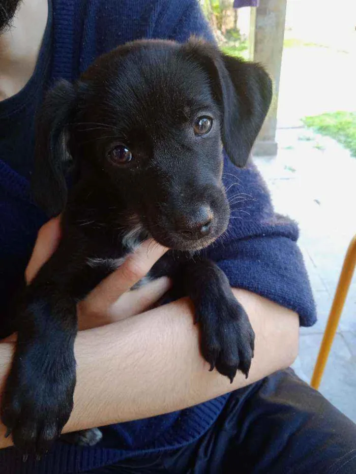 Cachorro ra a SRD-ViraLata idade Abaixo de 2 meses nome FILHOTES