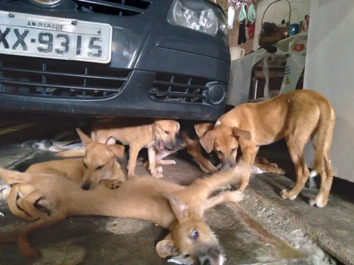 Cachorro ra a Vira lata idade 2 a 6 meses nome São Vários filhotes