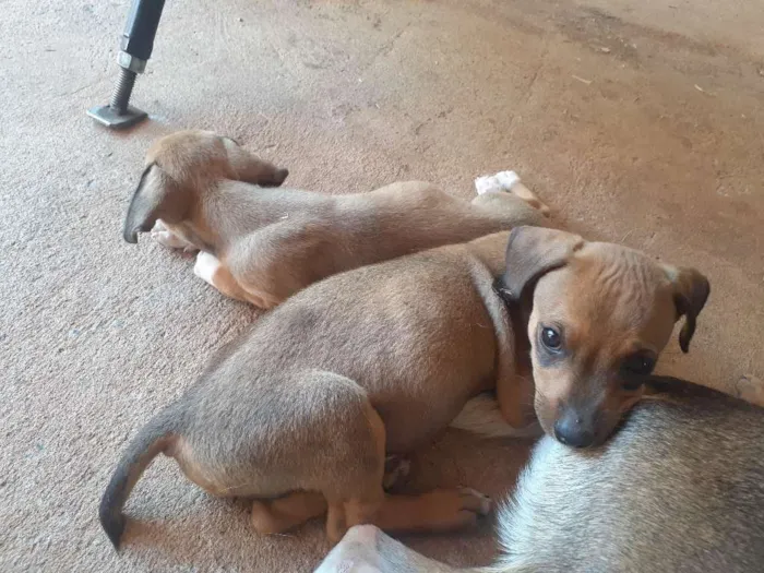 Cachorro raça vira lata idade 2 a 6 meses nome sem nome