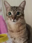 RAJADINHO
