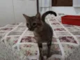 RAJADINHO