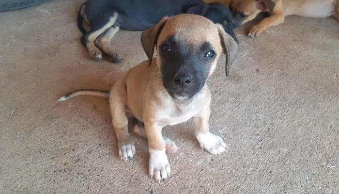 Cachorro raça ViraLata idade 2 a 6 meses nome sem nome