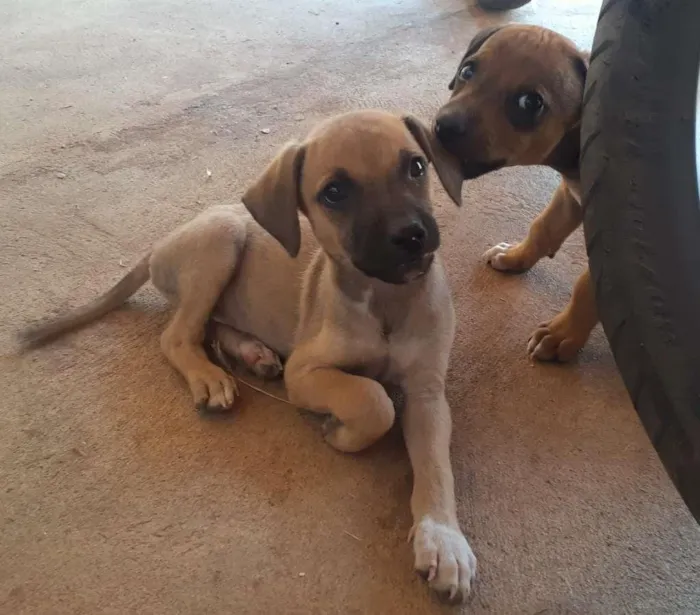 Cachorro raça SRD-ViraLata idade 2 a 6 meses nome sem nome