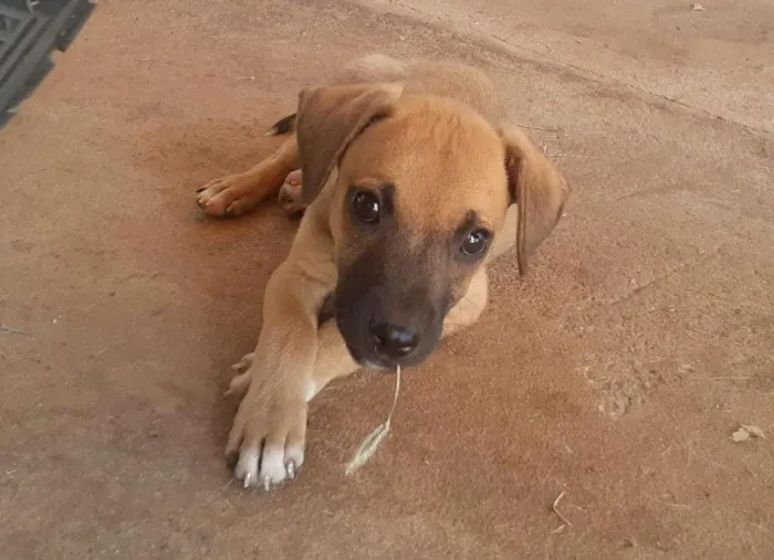 Cachorro raça SRD-ViraLata idade 2 a 6 meses nome sem nome