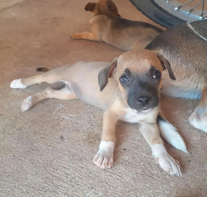 Cachorro raça SRD-ViraLata idade 2 a 6 meses nome sem nome