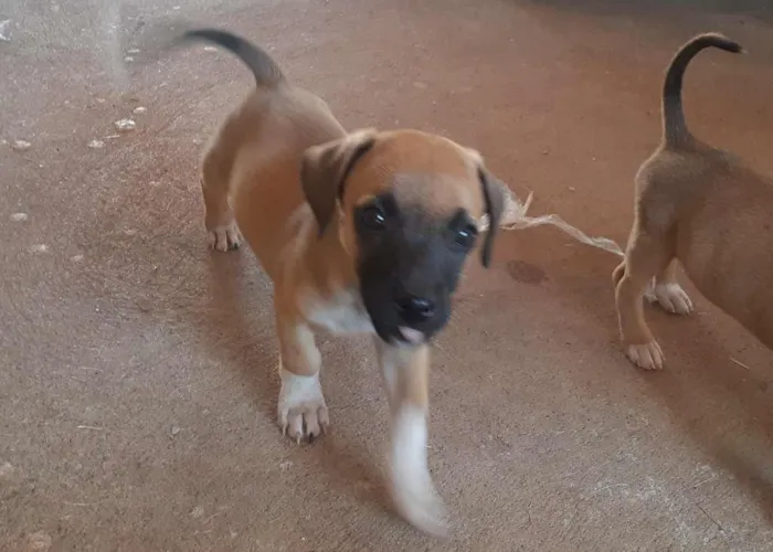 Cachorro raça SRD-ViraLata idade 2 a 6 meses nome sem nome