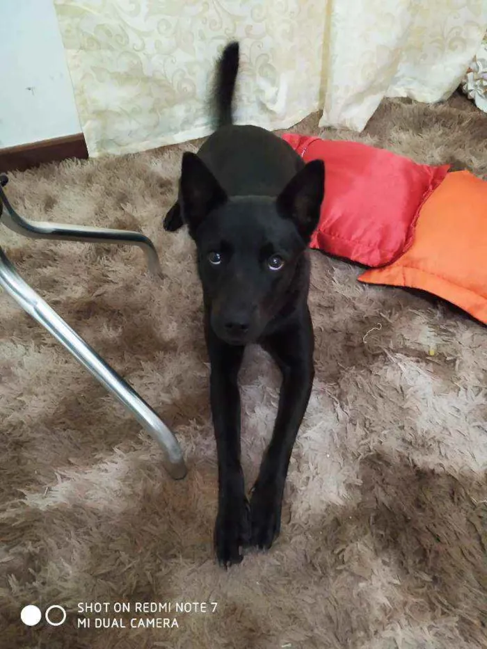 Cachorro raça Mistura idade 2 anos nome Preta