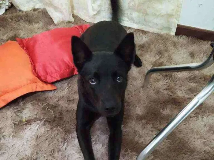 Cachorro raça Mistura idade 2 anos nome Preta