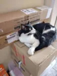 Kiko