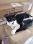 Kiko
