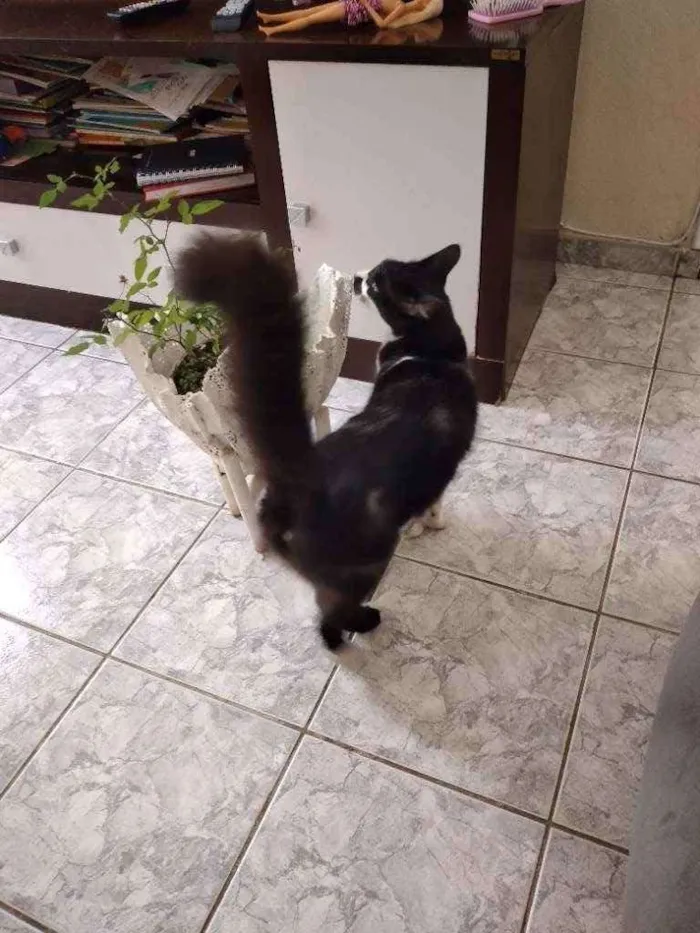 Gato ra a Comum idade 2 a 6 meses nome Kiko